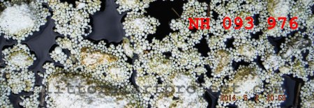 Rhue polystyrene copy