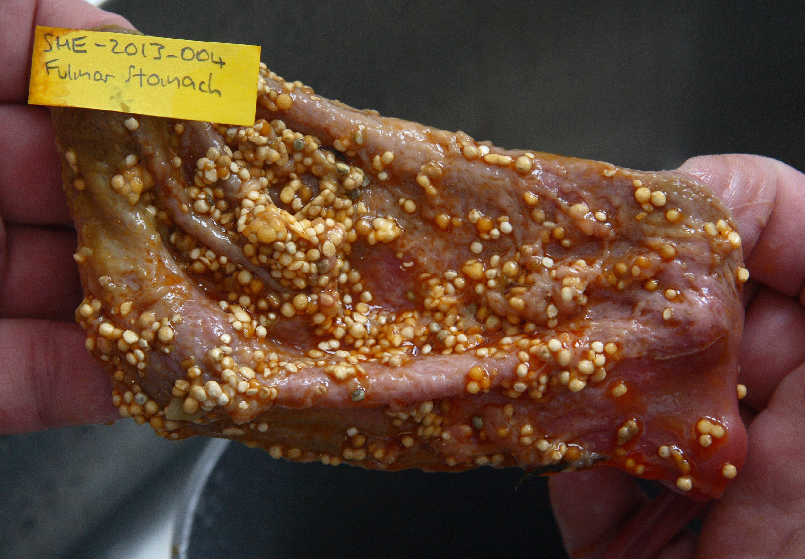 130611-IMG_8518-Dove-Lab-SHE-2013-004-stomach-v2