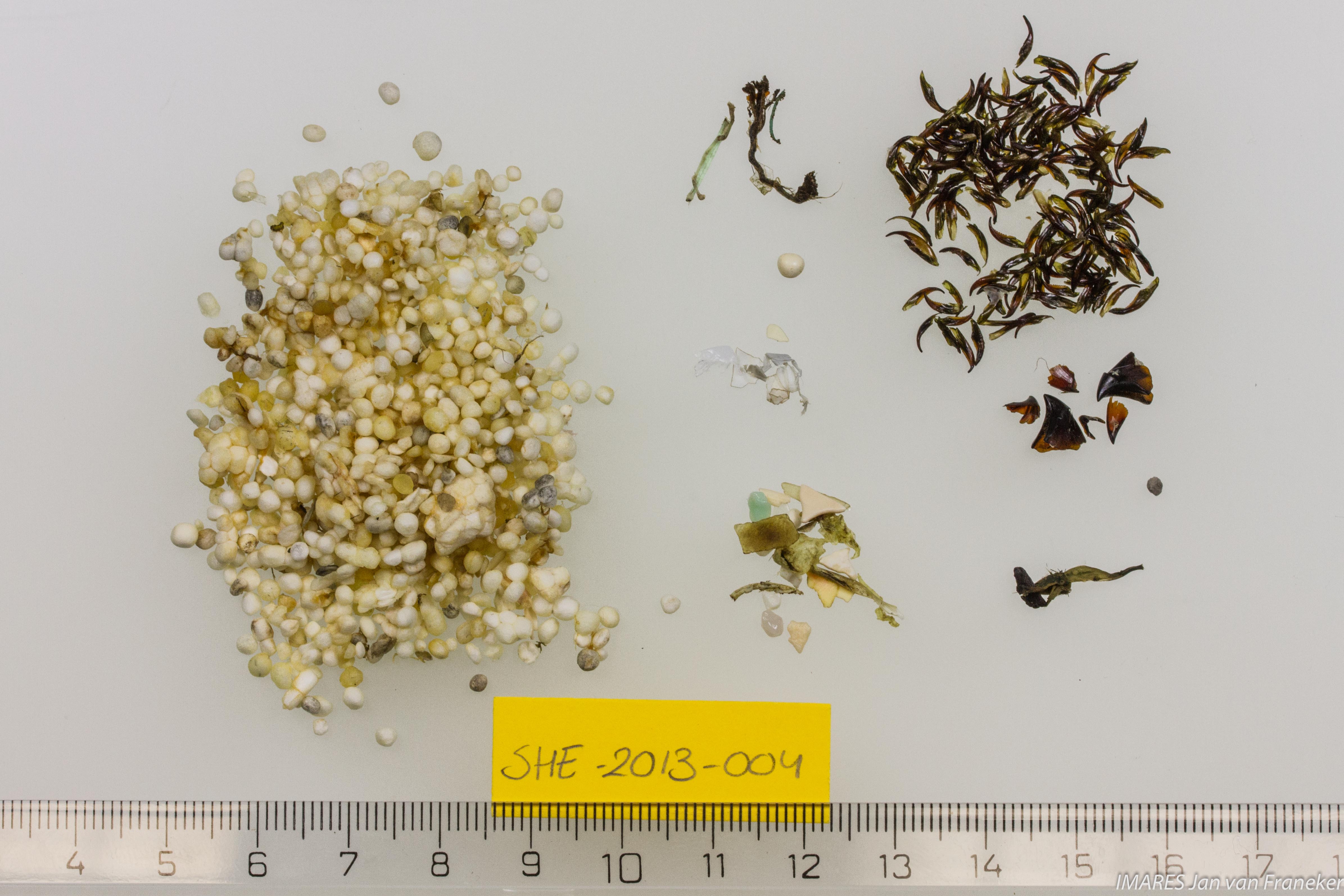 Shetland-HD-Franeker-G00637