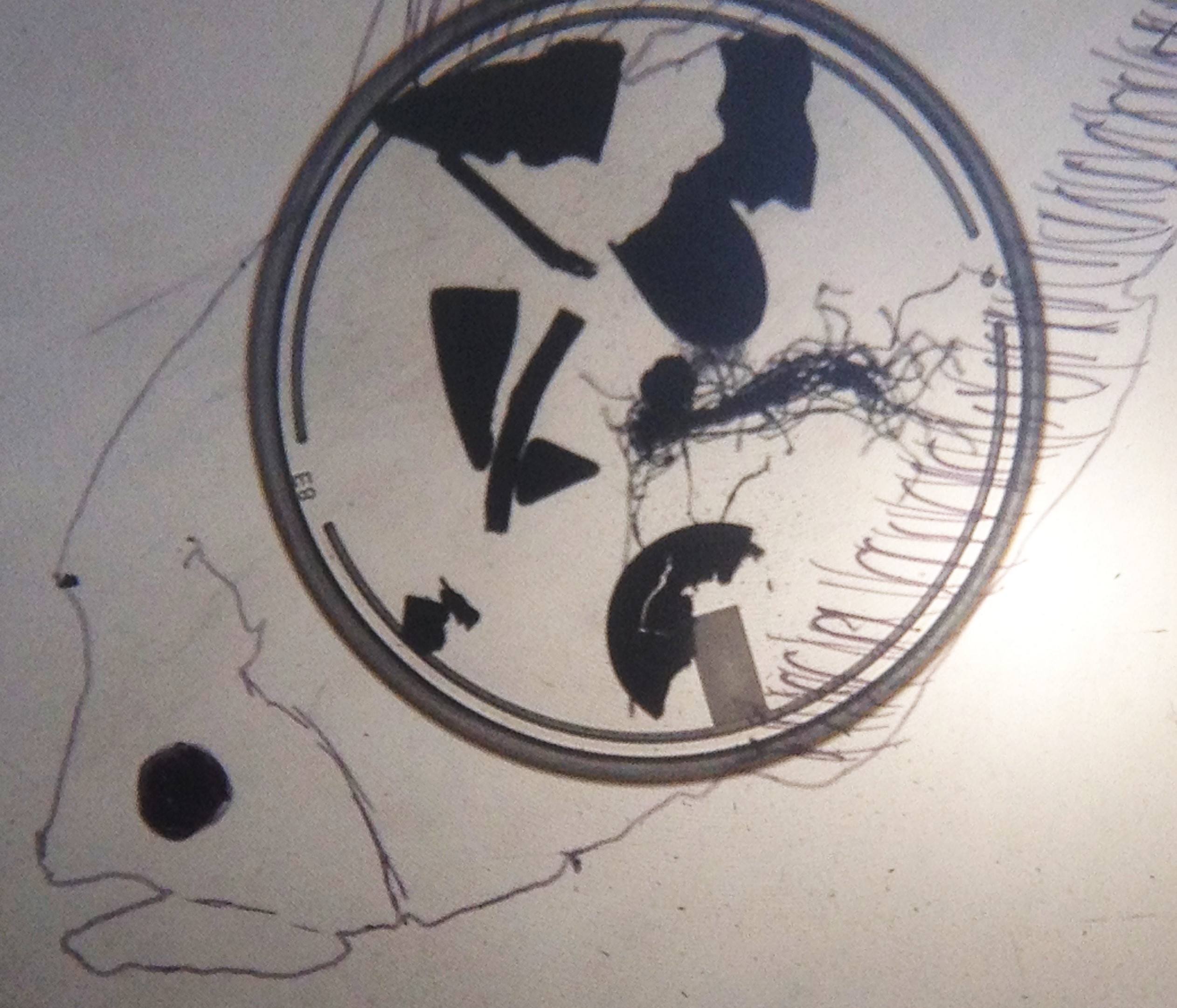 whalsay-micro-plastics